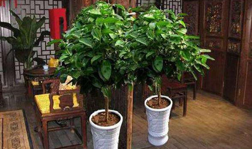 新房子装修后放什么植物好 新房装修有哪些风水注意事项