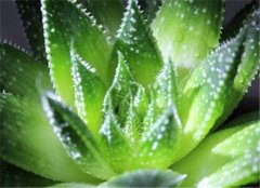 新房子装修后放什么植物好 新房装修有哪些风水注意事项