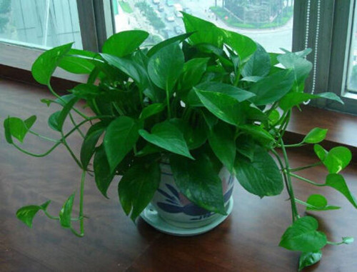 新房放什么植物好 新房装修后需要注意什么