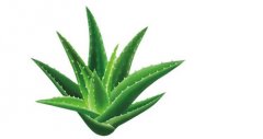 新装修房子放什么植物 去除室内甲醛就选它