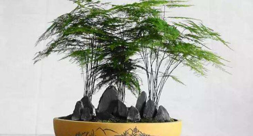 新装修房子放什么植物 去除室内甲醛就选它
