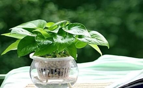 如何去甲醛又快又好 原来有这么简便的好方法